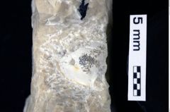 Foto (Detailansicht) von Oxythyreus sp. (NHMW-GEO-1990-0041-0268)